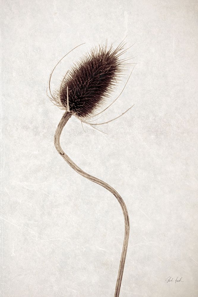Dried Flower II art print by Deborah Revell for $57.95 CAD