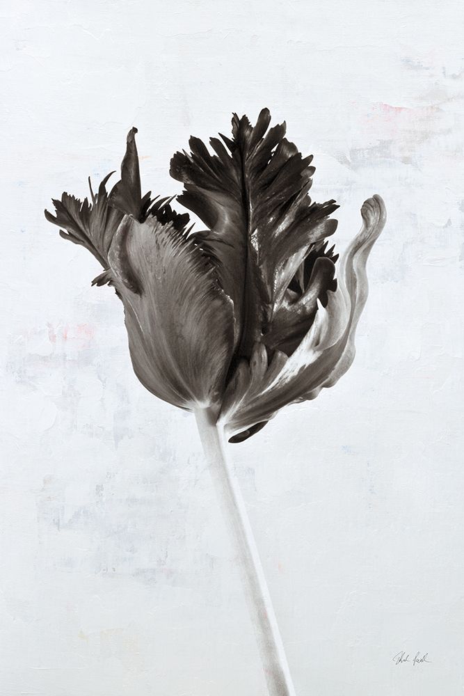 Sepia Tulip I art print by Deborah Revell for $57.95 CAD