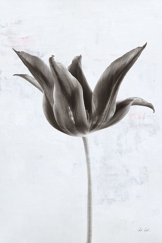 Sepia Tulip II art print by Deborah Revell for $57.95 CAD