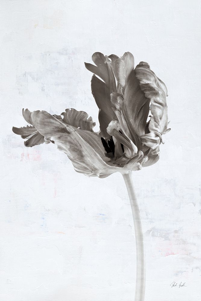 Sepia Tulip III art print by Deborah Revell for $57.95 CAD