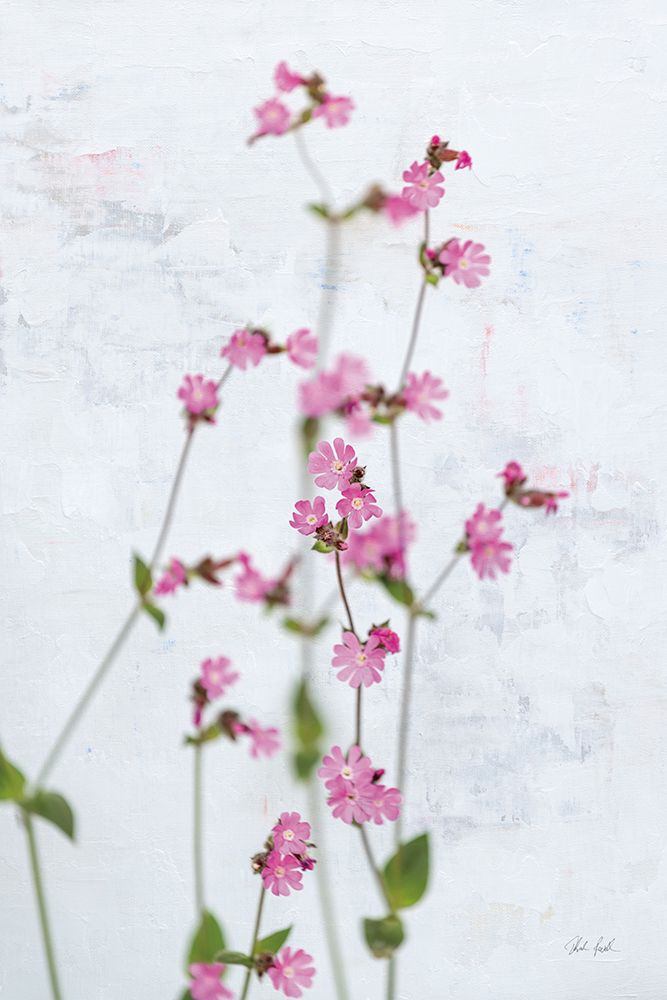 Pink Silene art print by Deborah Revell for $57.95 CAD