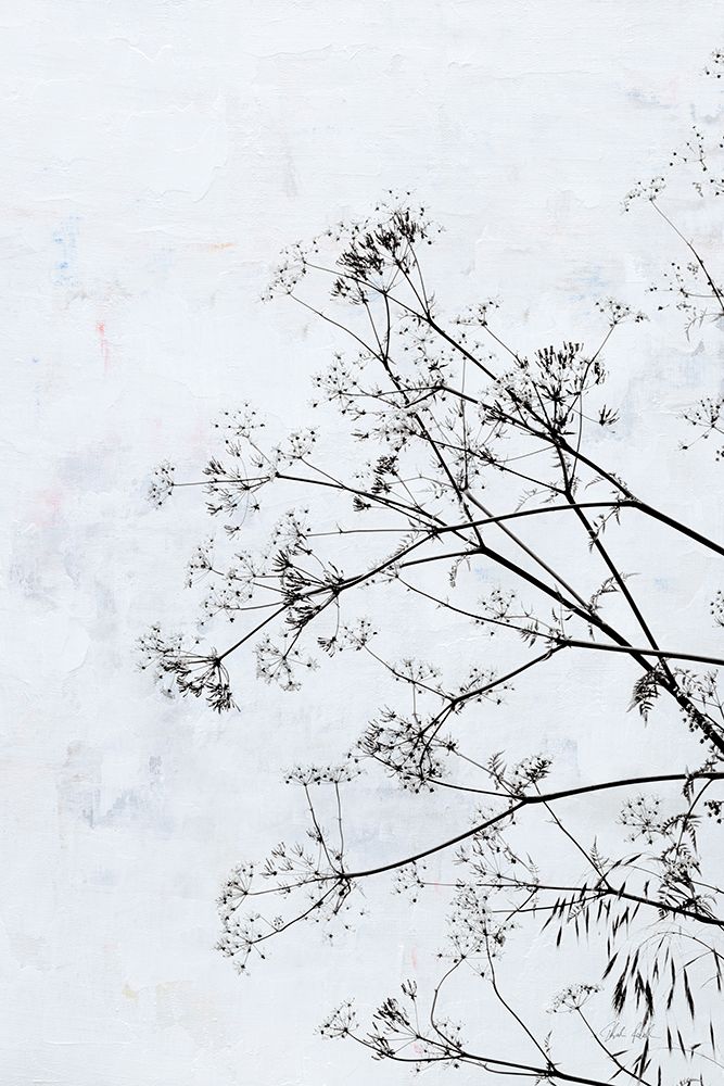 Queen Annes Lace art print by Deborah Revell for $57.95 CAD