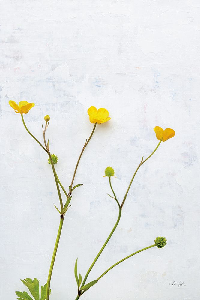 Three Buttercups art print by Deborah Revell for $57.95 CAD
