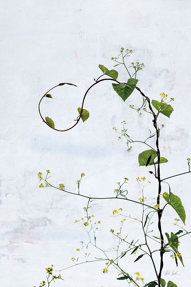 Honeyvine art print by Deborah Revell for $57.95 CAD