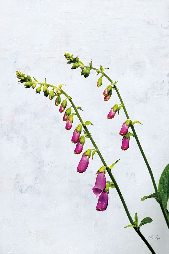 Bending Foxgloves art print by Deborah Revell for $57.95 CAD