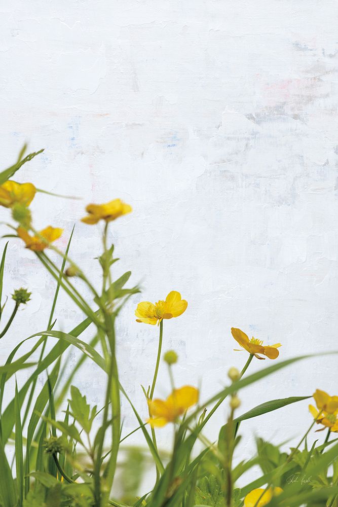 Buttercups art print by Deborah Revell for $57.95 CAD