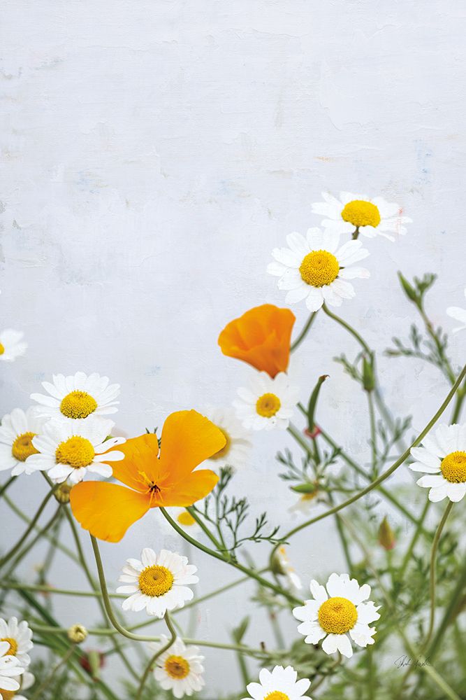 Daisies art print by Deborah Revell for $57.95 CAD
