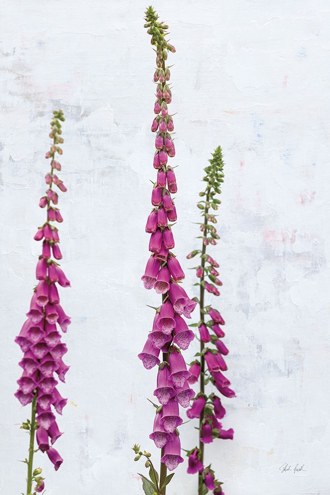 Foxgloves art print by Deborah Revell for $57.95 CAD