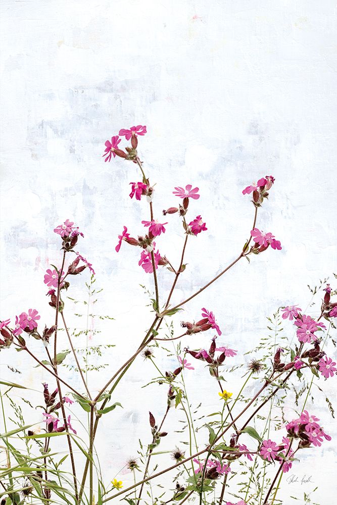 Pink Campion art print by Deborah Revell for $57.95 CAD
