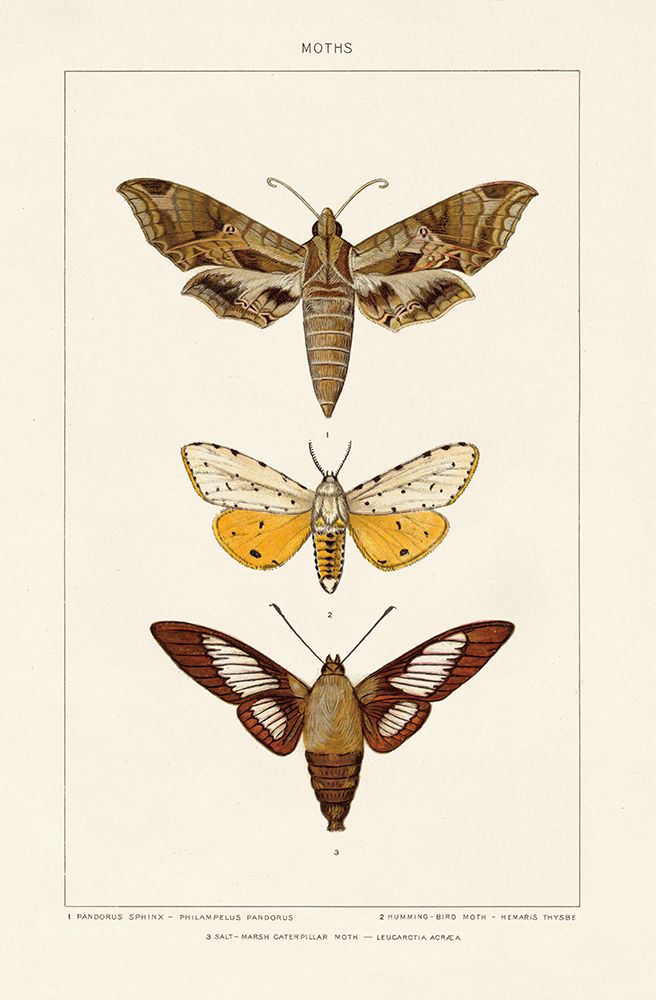 Vintage Moths I art print by Wild Apple Portfolio for $57.95 CAD
