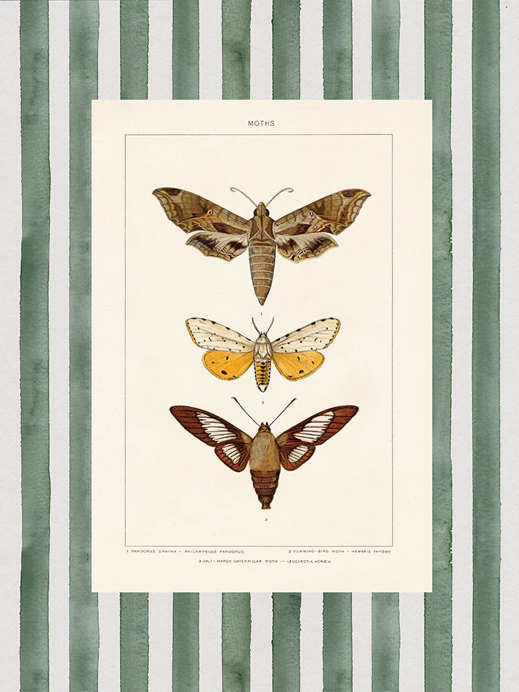 Vintage Moths Stripe I art print by Wild Apple Portfolio for $57.95 CAD