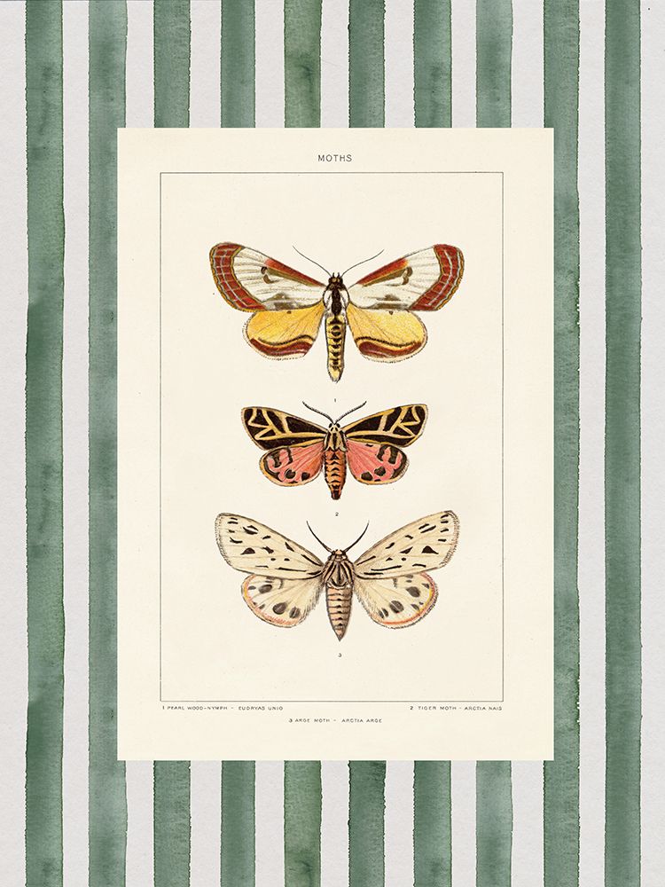 Vintage Moths Stripe II art print by Wild Apple Portfolio for $57.95 CAD