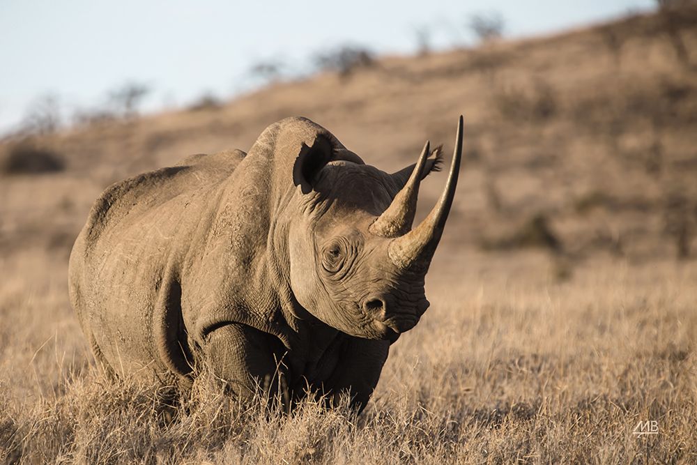 Kenyan Rhino art print by Max Blakesberg Studios for $57.95 CAD