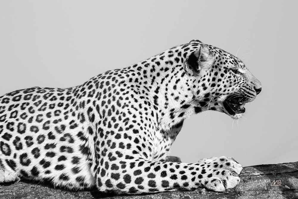 Regal Leopard art print by Max Blakesberg Studios for $57.95 CAD