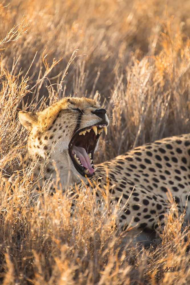Big Yawn I art print by Max Blakesberg Studios for $57.95 CAD