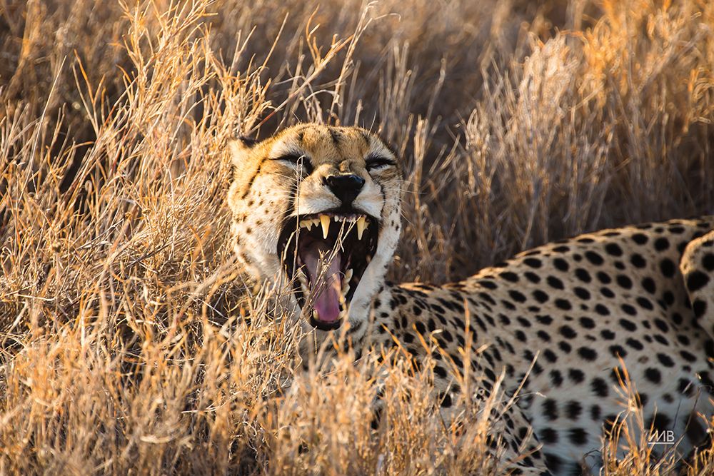 Big Yawn II art print by Max Blakesberg Studios for $57.95 CAD