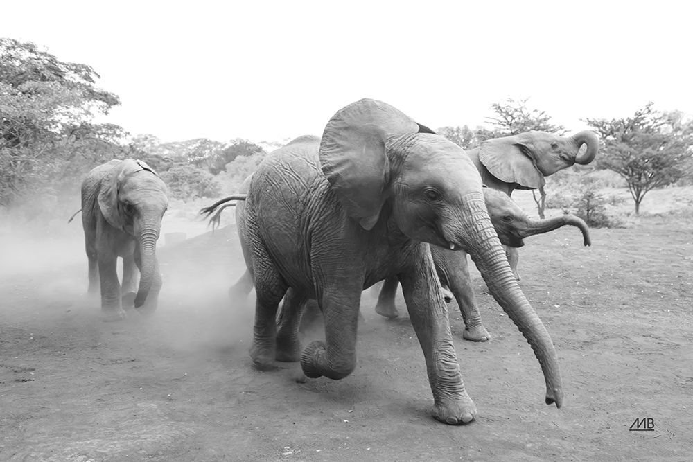 Elephant Race BW art print by Max Blakesberg Studios for $57.95 CAD