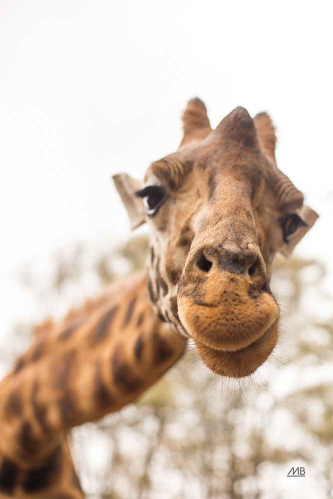 Funny Face I art print by Max Blakesberg Studios for $57.95 CAD
