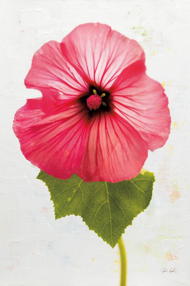 Wonderful Wildflowers III art print by Deborah Revell for $57.95 CAD