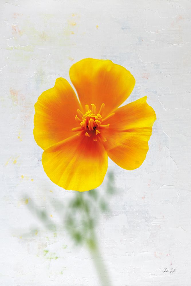 Wonderful Wildflowers V art print by Deborah Revell for $57.95 CAD