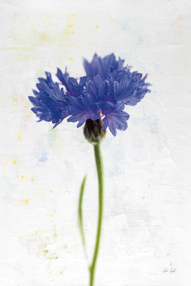 Wonderful Wildflowers VI art print by Deborah Revell for $57.95 CAD