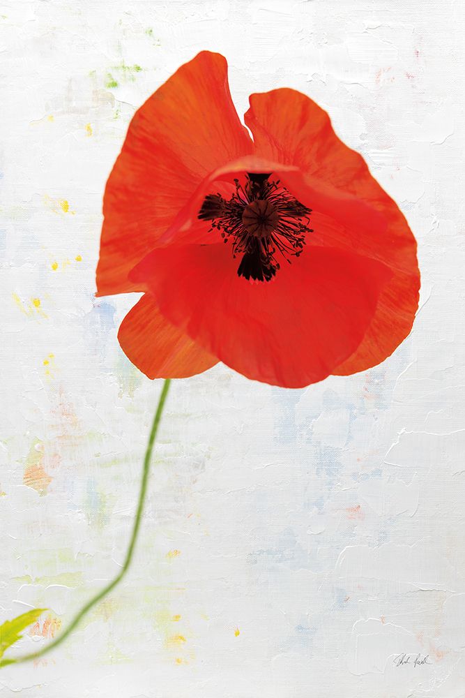 Wonderful Wildflowers VII art print by Deborah Revell for $57.95 CAD