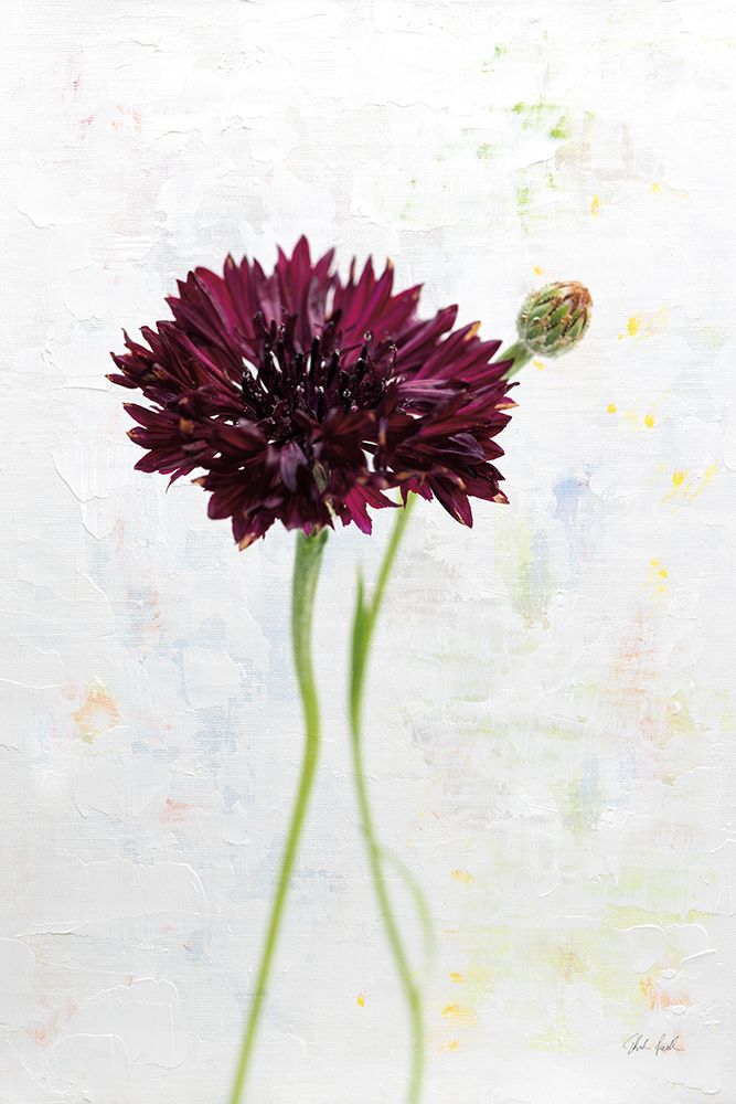 Wonderful Wildflowers VIII art print by Deborah Revell for $57.95 CAD
