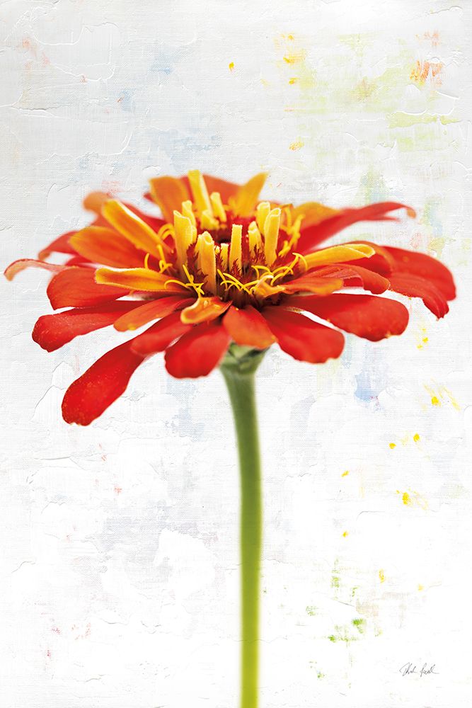 Wonderful Wildflowers IX art print by Deborah Revell for $57.95 CAD