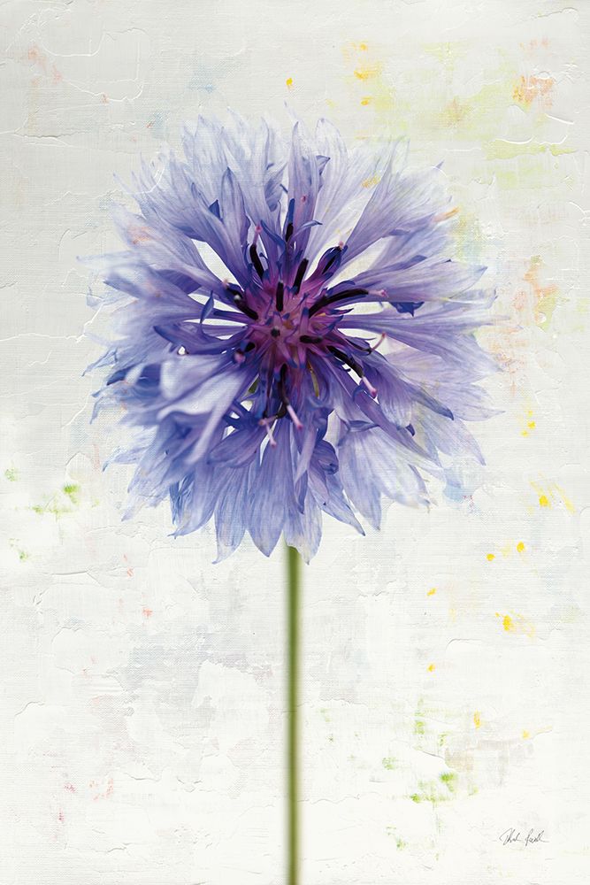 Wonderful Wildflowers X art print by Deborah Revell for $57.95 CAD