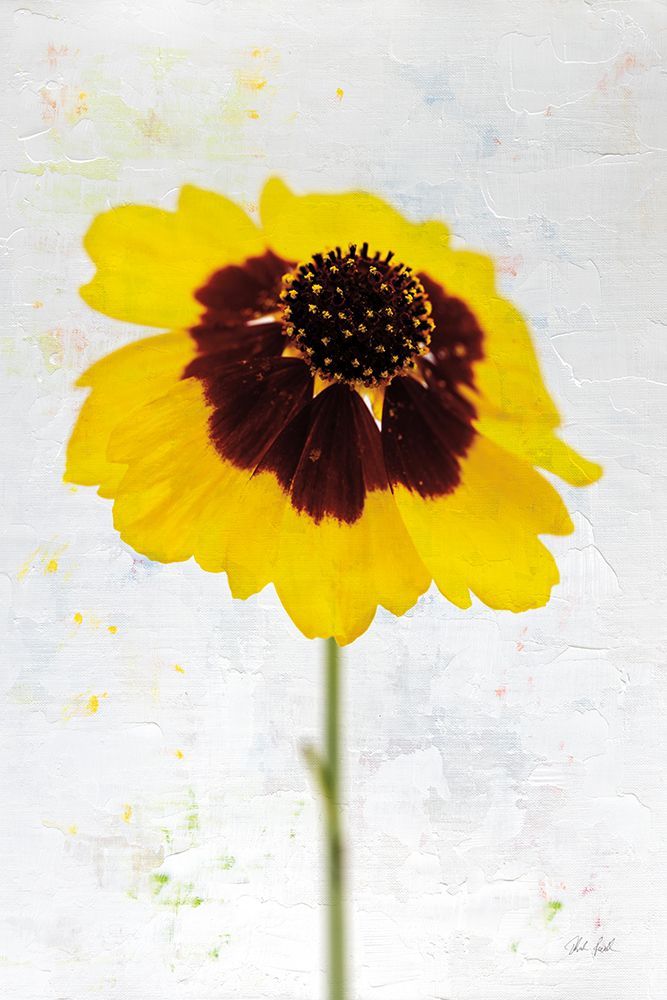 Wonderful Wildflowers XI art print by Deborah Revell for $57.95 CAD