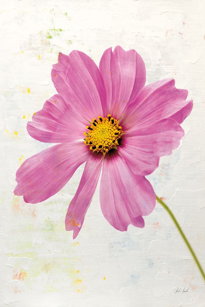 Wonderful Wildflowers XII art print by Deborah Revell for $57.95 CAD