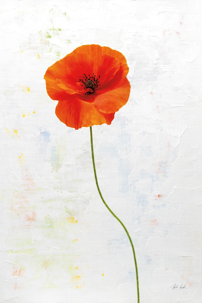 Wonderful Wildflowers XIII art print by Deborah Revell for $57.95 CAD