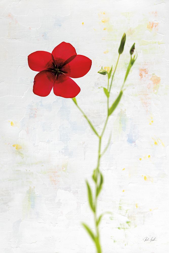 Wonderful Wildflowers XIV art print by Deborah Revell for $57.95 CAD