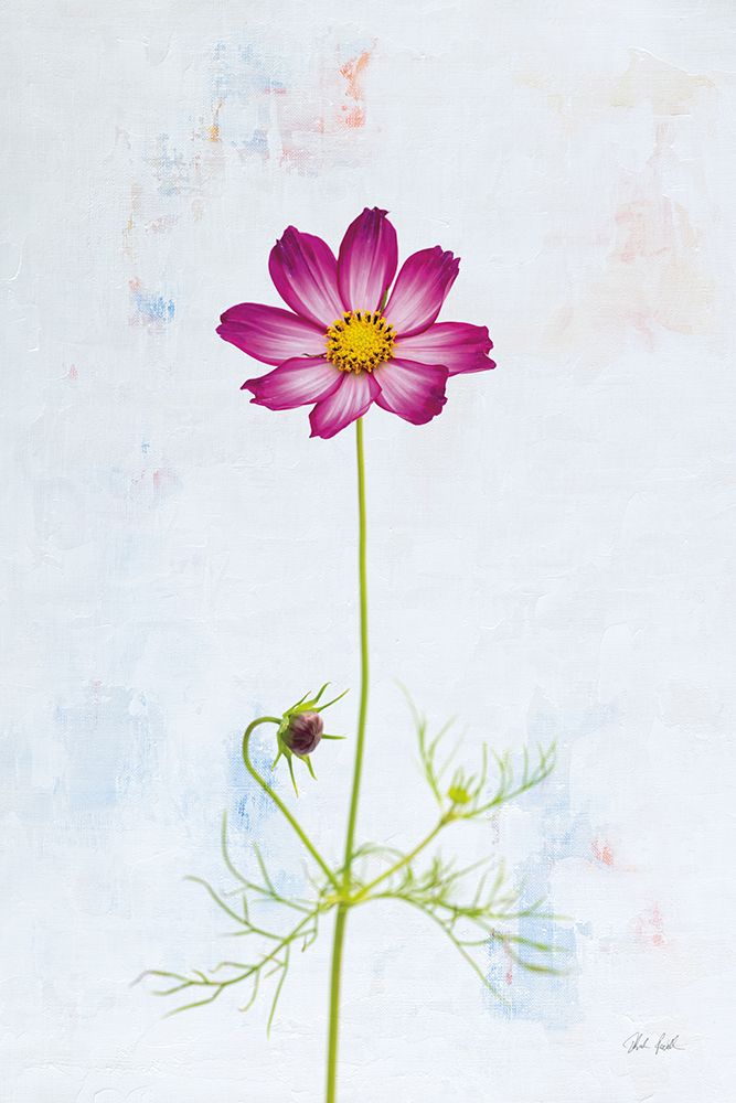 Wonderful Wildflowers XVI art print by Deborah Revell for $57.95 CAD