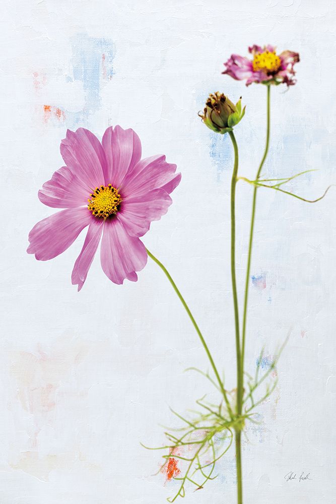 Wonderful Wildflowers XVII art print by Deborah Revell for $57.95 CAD