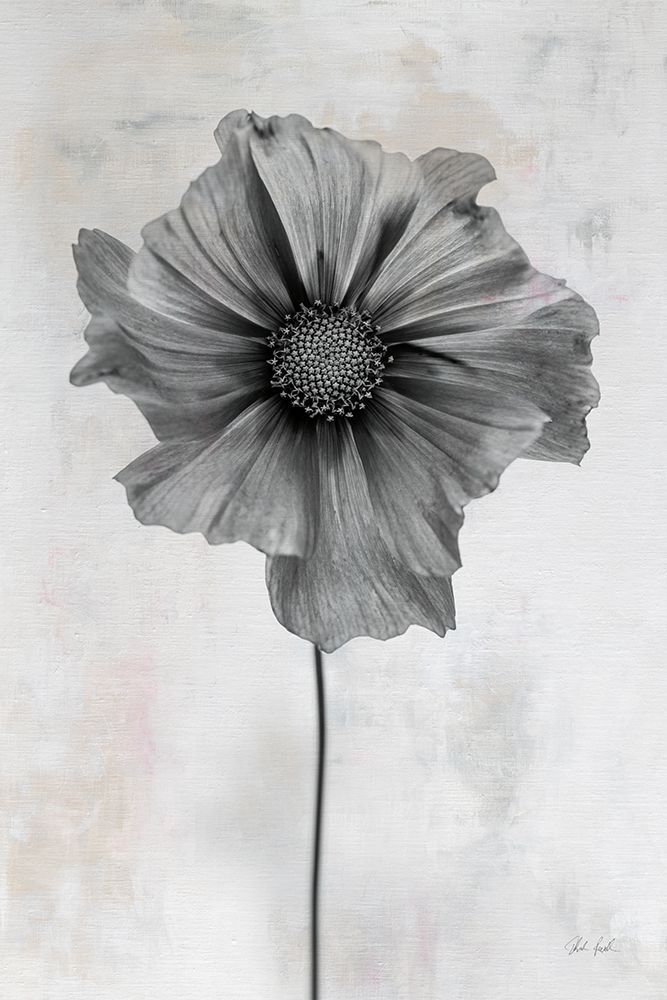Wonderful Wildflowers II Neutral art print by Deborah Revell for $57.95 CAD