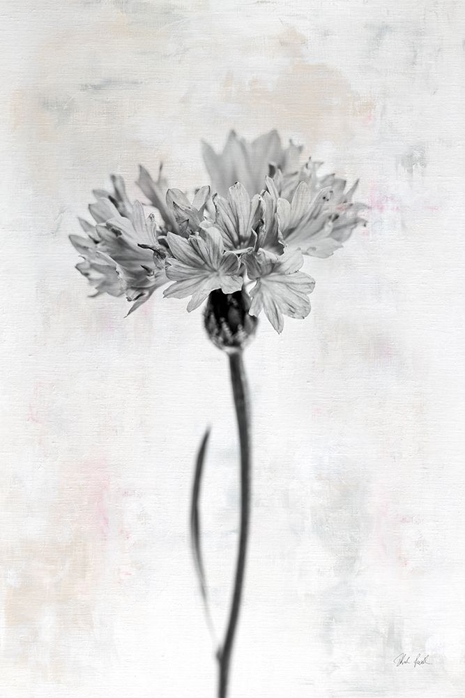 Wonderful Wildflowers VI Neutral art print by Deborah Revell for $57.95 CAD