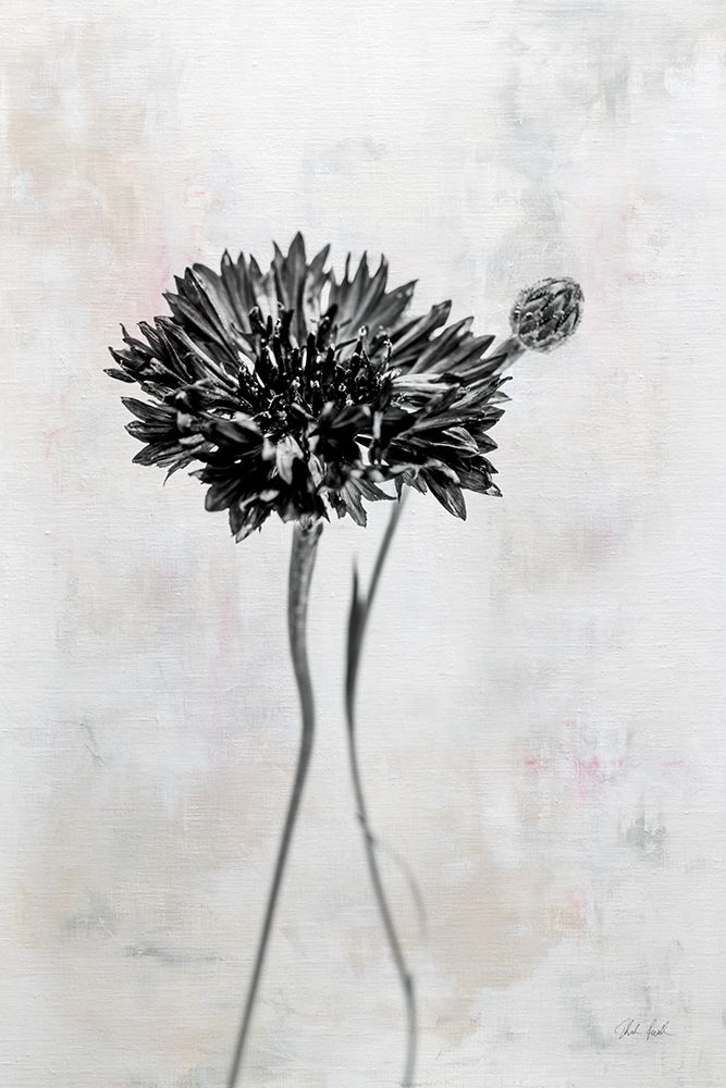Wonderful Wildflowers VIII Neutral art print by Deborah Revell for $57.95 CAD
