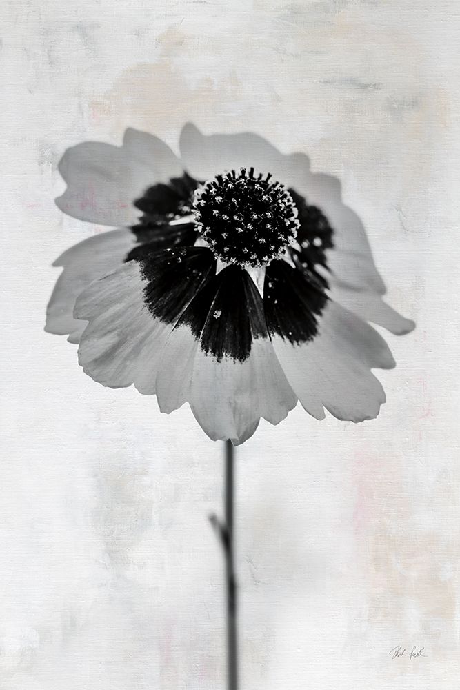 Wonderful Wildflowers XI Neutral art print by Deborah Revell for $57.95 CAD