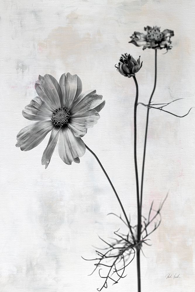 Wonderful Wildflowers XVII Neutral art print by Deborah Revell for $57.95 CAD
