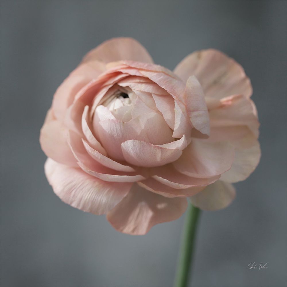 Romantic Ranunculus art print by Deborah Revell for $57.95 CAD