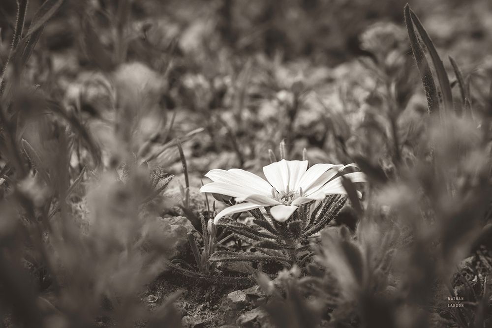 Laying Down on the Desert Floor art print by Nathan Larson for $57.95 CAD