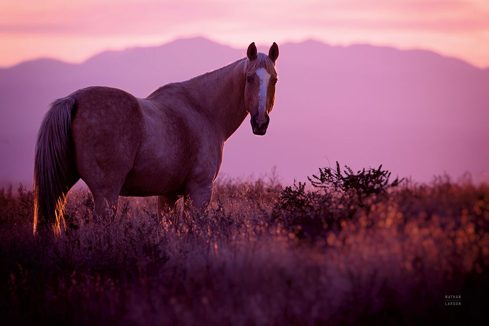 Sharing a Sunset art print by Nathan Larson for $57.95 CAD