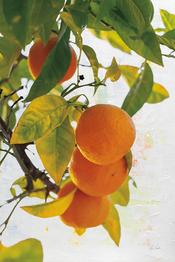 Oranges I art print by Deborah Revell for $57.95 CAD