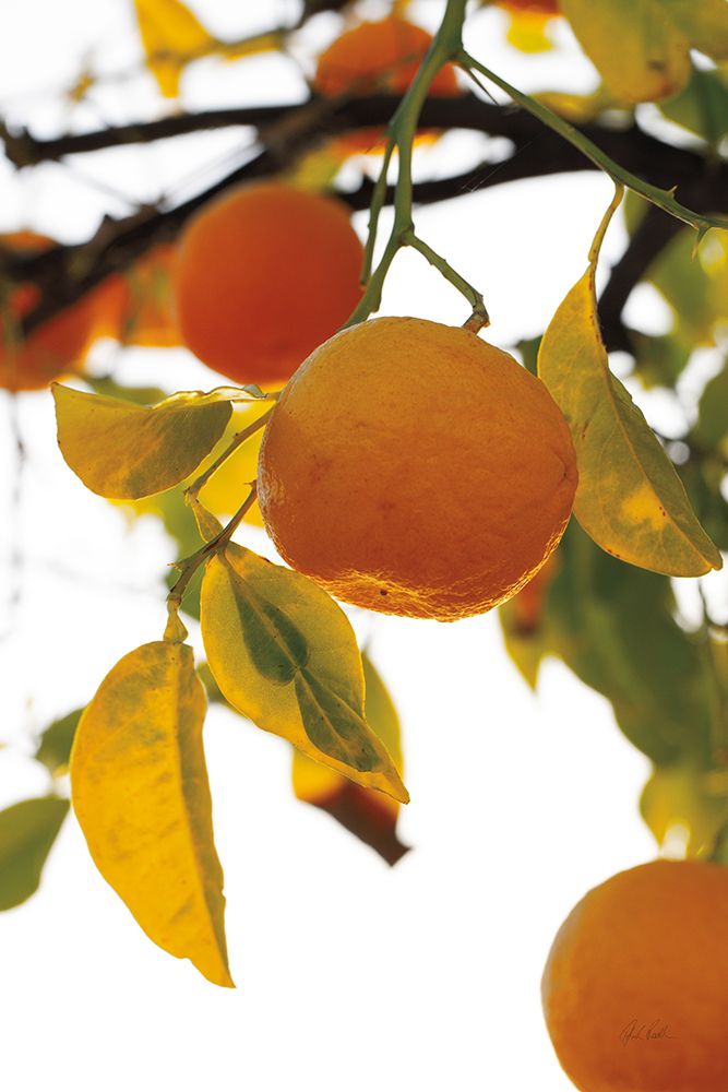 Oranges II art print by Deborah Revell for $57.95 CAD