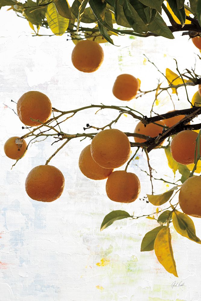 Oranges IV art print by Deborah Revell for $57.95 CAD
