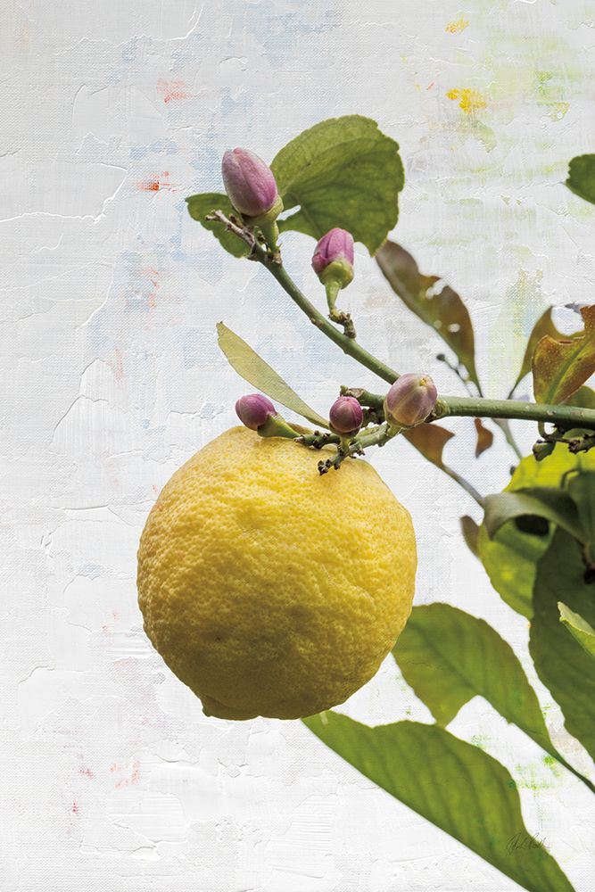 Single Lemon art print by Deborah Revell for $57.95 CAD