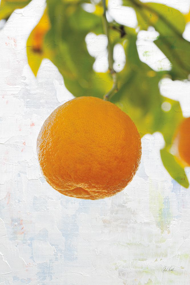 Single Orange art print by Deborah Revell for $57.95 CAD