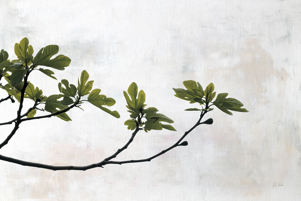 Fig Branch art print by Deborah Revell for $57.95 CAD