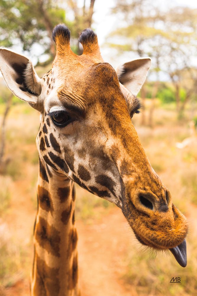 Silly Giraffe I art print by Max Blakesberg Studios for $57.95 CAD